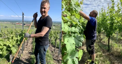 Le travail du vigneron en été au Domaine Iltis.