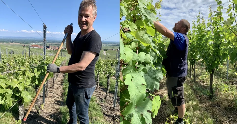 Le travail du vigneron en été au Domaine Iltis.