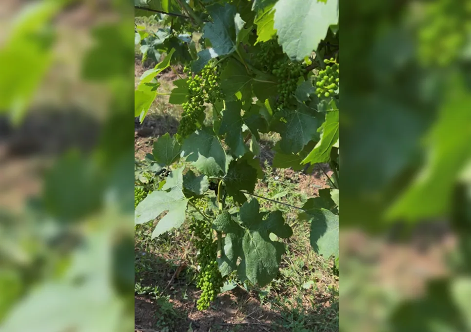 Effeuillage des grappes de raisin dans le domaine viticole du Haut-Rhin
