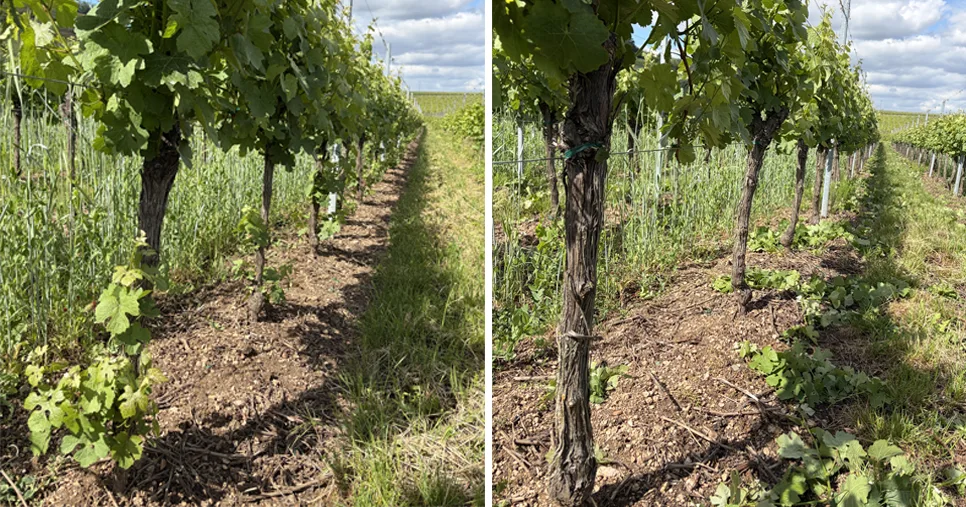 Épamprage de la vigne avant et après intervention au Domaine Iltis à Saint-Hippolyte