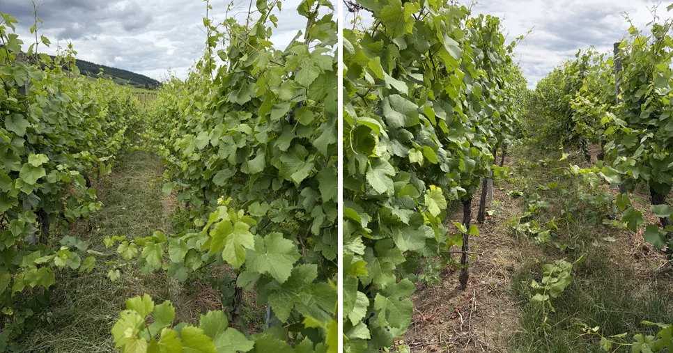 Palissage de la vigne avant et après au Domaine Iltis à Saint-Hippolyte